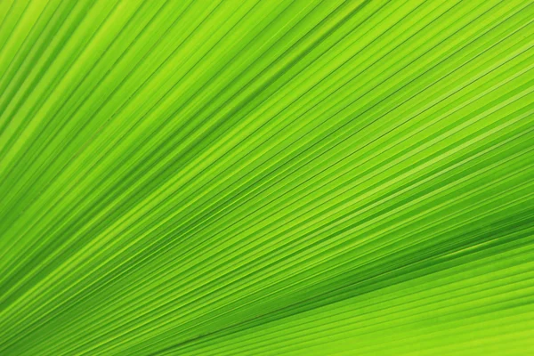 Texture de la feuille de palmier vert — Photo