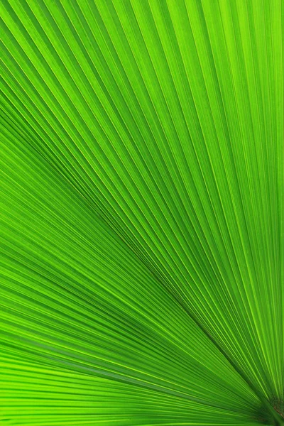 Doku yeşil palmiye yaprağı — Stok fotoğraf
