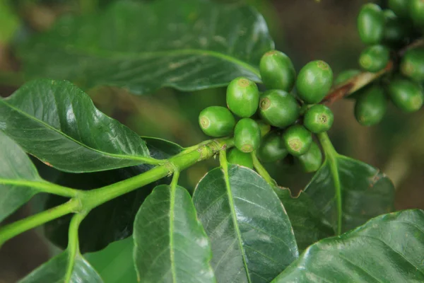 Coffee seeds on a coffee tree — Stock Photo, Image