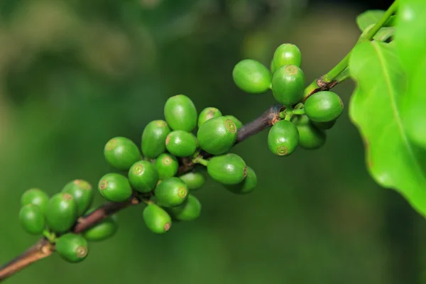 Kaffeesamen auf einem Kaffeebaum — Stockfoto