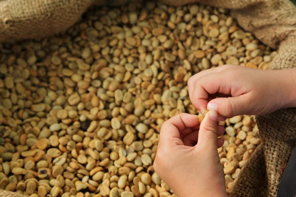 Grano de café en la mano —  Fotos de Stock