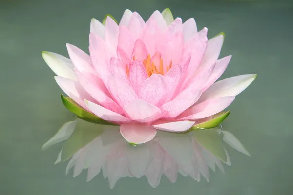 Primo piano di Water-lily — Foto Stock