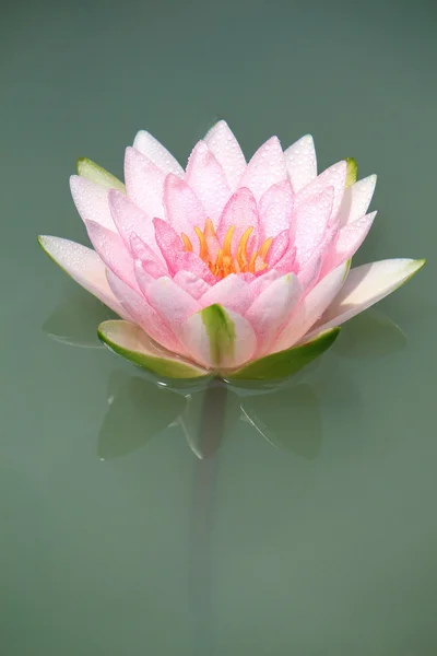 Close-up of Water-lily — Stock Photo, Image