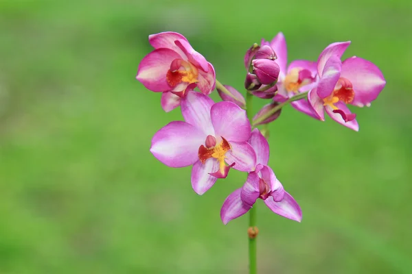 Orquídeas bonitas — Fotografia de Stock