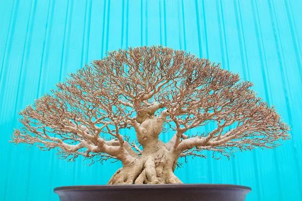Árvore de Bonsai — Fotografia de Stock