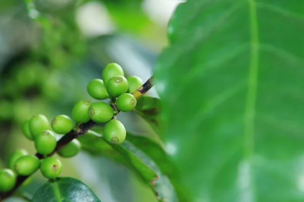 Granos de café en planta —  Fotos de Stock