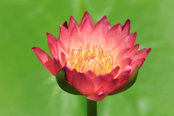 Red water-lily — Stock Photo, Image
