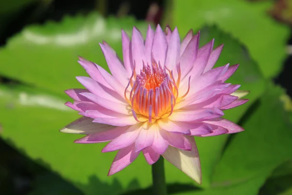 Pink water-lily — Stock Photo, Image