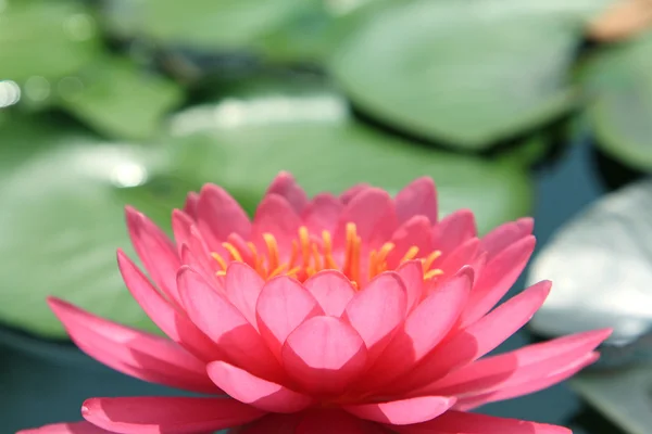 Pembe lotus — Stok fotoğraf