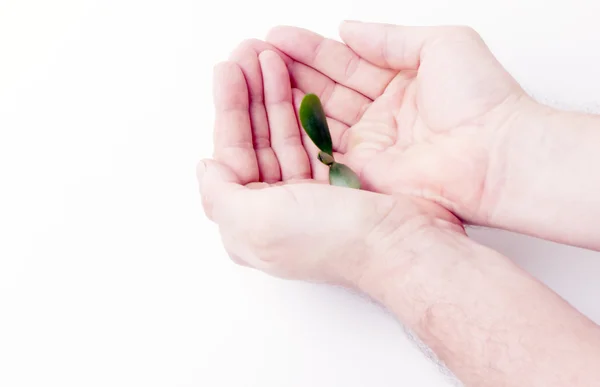 Two hands and plant — Stock Photo, Image