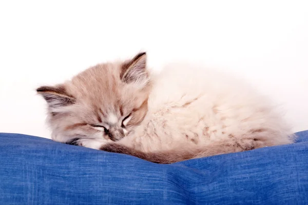 küçük yavru kedi
