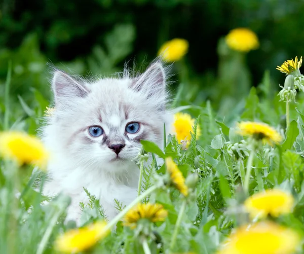 dandelions içinde oturan küçük yavru kedi