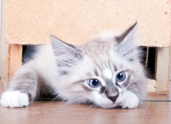 Genç kedi