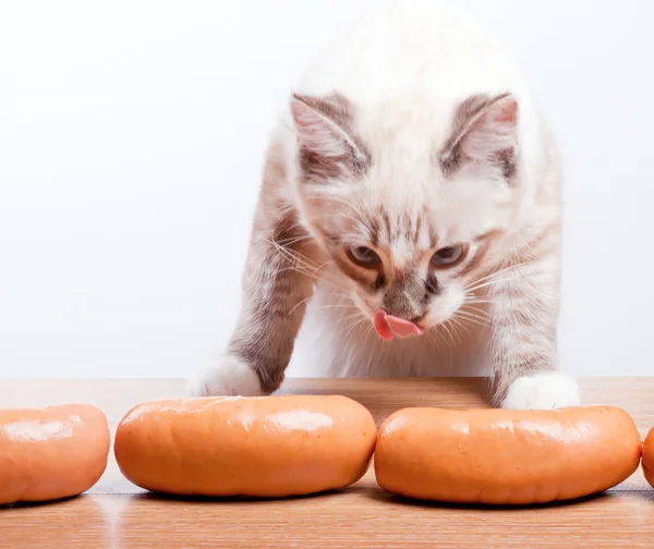 Young cat trying to steal a sausage — Stock Photo, Image