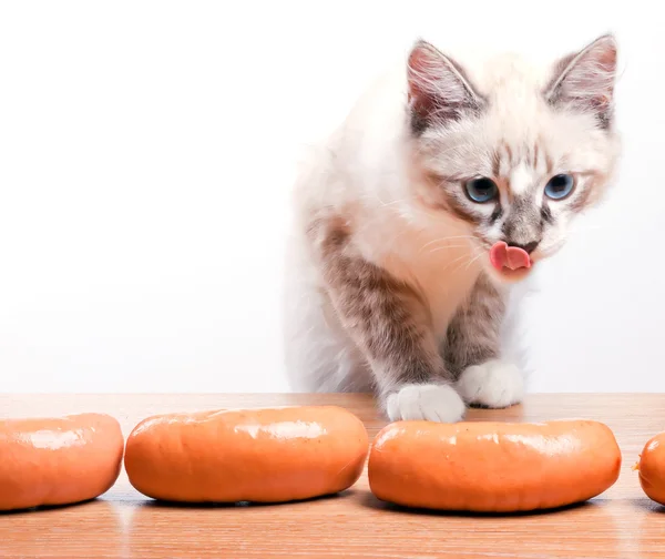 Young cat trying to steal a sausage — Stock Photo, Image