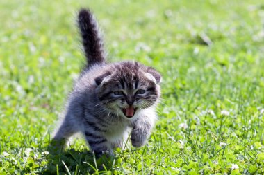 küçük lop-eared kedi