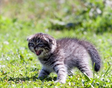 küçük lop-eared kedi