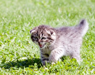 küçük lop-eared kedi