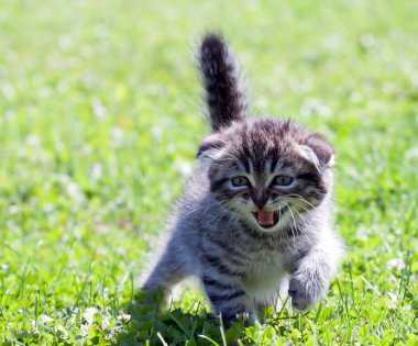 küçük lop-eared kedi