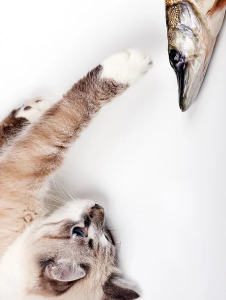kedi ve balık