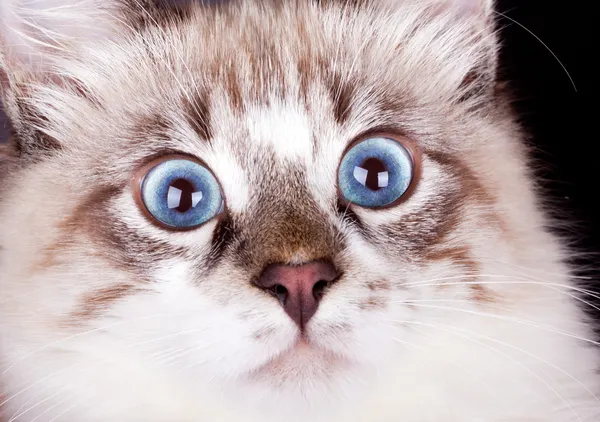 Young frightened cat — Stock Photo, Image