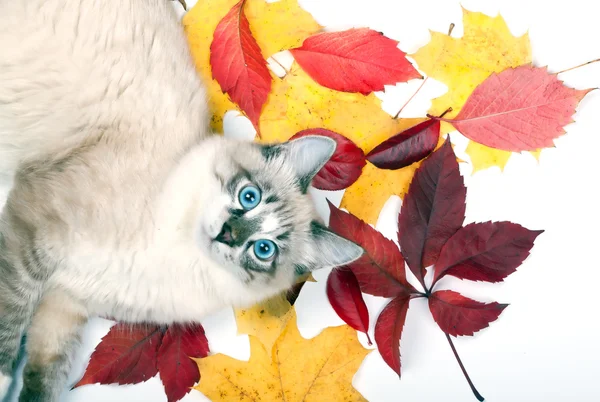 Yapraklarında yatan genç mavi gözlü kedi — Stok fotoğraf