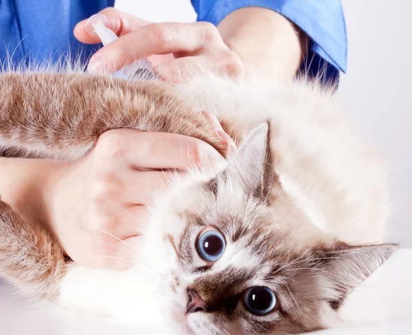 At a reception at the vet — Stock Photo, Image