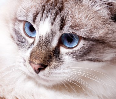 mavi gözlü genç kedi 