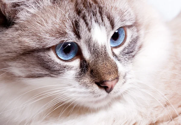 mavi gözlü genç kedi 