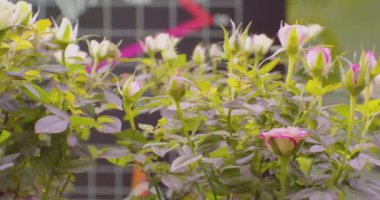 Çiçekçi vitrininde çiçekler. Yakın plan.