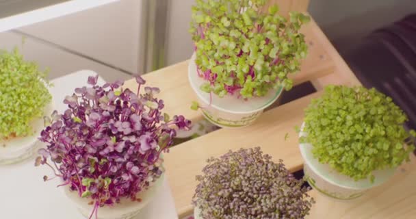 Microgreens que crecen bajo iluminación artificial en macetas en un estante en la habitación. primer plano — Vídeos de Stock
