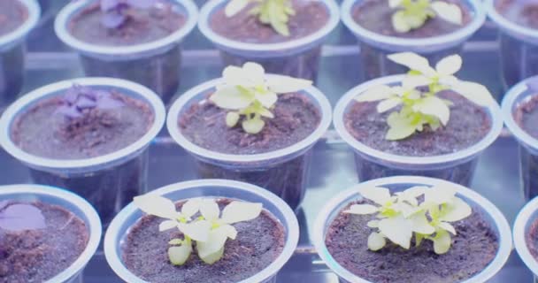 Cultivar comida en casa. plantas jóvenes que crecen bajo luz artificial en vasos de plástico en un estante en la habitación. primer plano — Vídeos de Stock