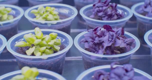 Modern mezőgazdaság.kis növény csírák nőnek műanyag poharakban egy üvegházban mesterséges fény.közelkép — Stock videók