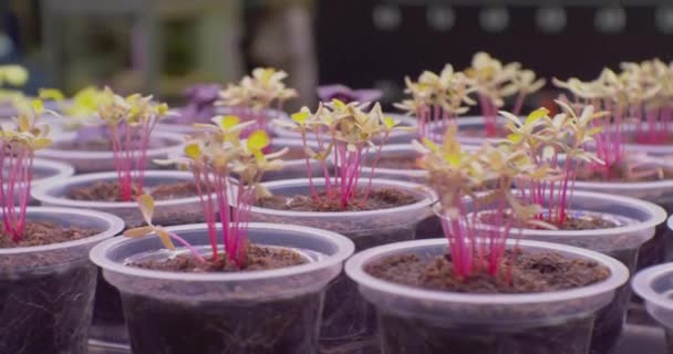 Culture moderne de plantes.various petites plantes sont cultivées dans des tasses en plastique dans une serre sous lumière artificielle.close-up — Video