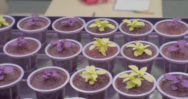 Σύγχρονη καλλιέργεια των φυτών.Διάφορα μικρά φυτά καλλιεργούνται σε πλαστικά ποτήρια σε θερμοκήπιο κάτω από τεχνητό φως.close-up — Αρχείο Βίντεο