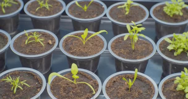 Os brotos modernos da planta agriculture.small crescem em copos plásticos em uma estufa sob a luz artificial. — Vídeo de Stock