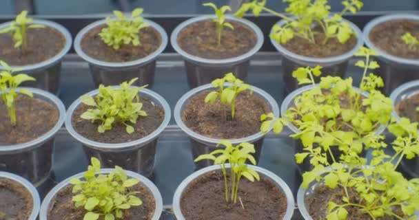 Moderna agriculture.small brotes de plantas crecen en copas de plástico en un invernadero bajo la luz artificial.close-up — Vídeo de stock