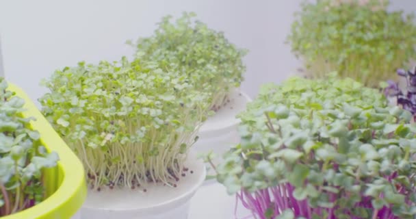 Microverdes que crescem abaixo da iluminação artificial em potes em uma prateleira no quarto. close-up — Vídeo de Stock