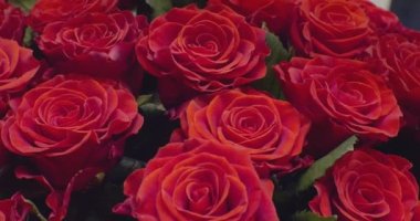 Tasarımın için güzel hareketli çiçek arkaplanı. Çiçek açan güller yakın.