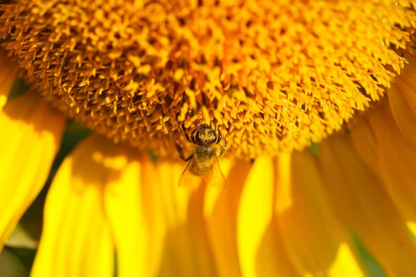 ひまわりに蜂 — ストック写真