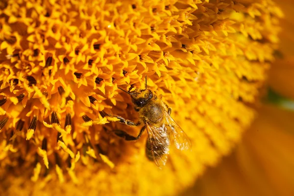 해바라기 위의 벌 — 스톡 사진