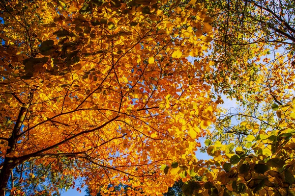 Incrível Paisagem Outono Com Folhas Coloridas — Fotografia de Stock