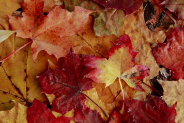 Renkli Sonbahar Yaprakları Yerde