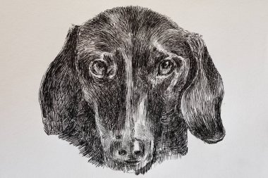 Uzun burunlu bir köpeğin portresi.