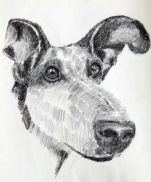 Retrato Pintado Cão Com Focinho Longo — Fotografia de Stock