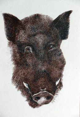 Bir yolcu gemisinin çizdiği yaban domuzu portresi.