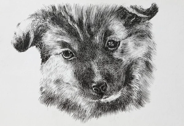 Portrait Little Dog Drawn Pencil — Stok fotoğraf