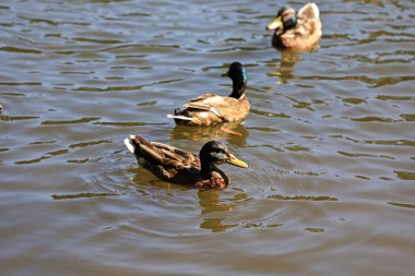 Baharda gölde vahşi ördekler