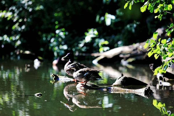 春天湖上的野鸭 — 图库照片