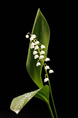 Stüdyodaki vadi zambakları
